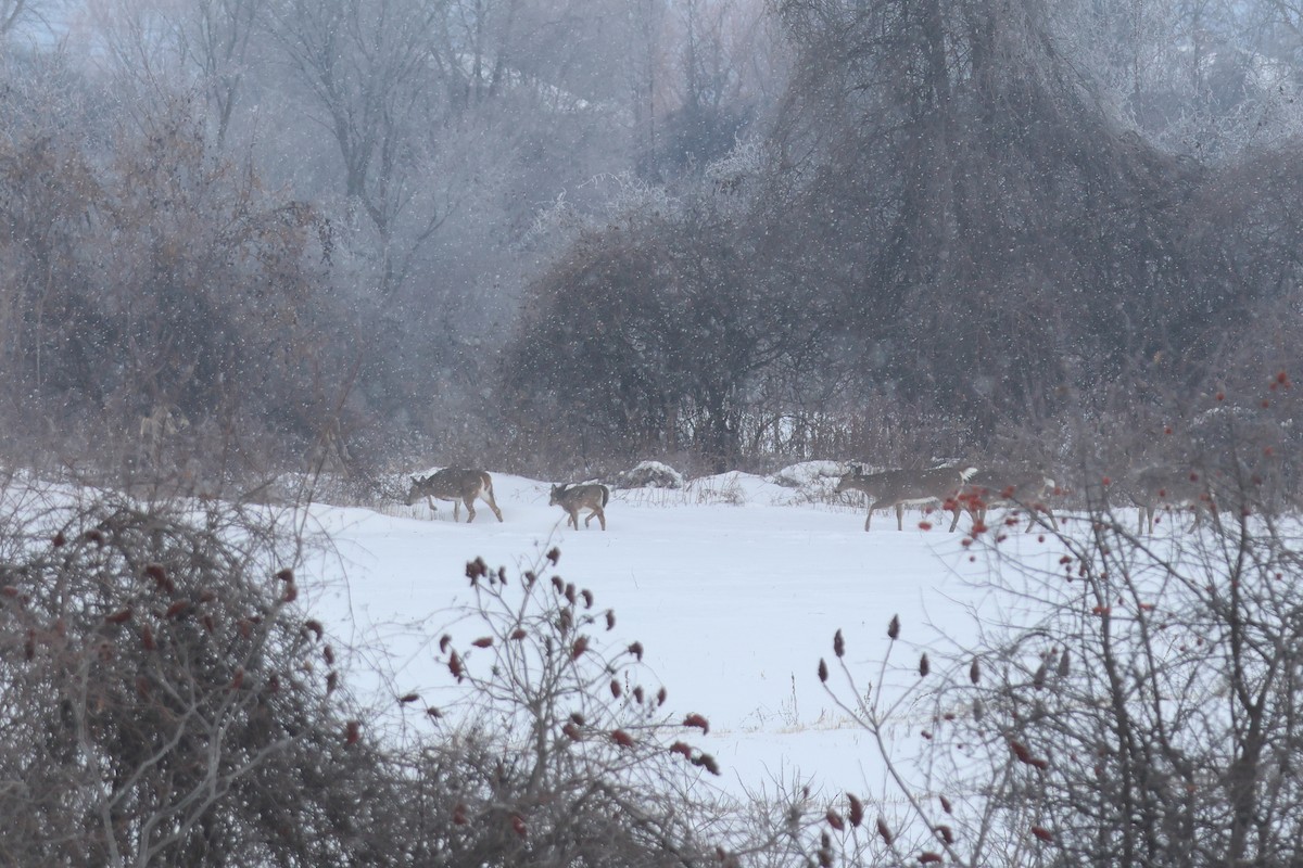 White-tailed Deer - ML646877047