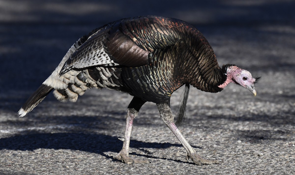 シチメンチョウ - ML646877048