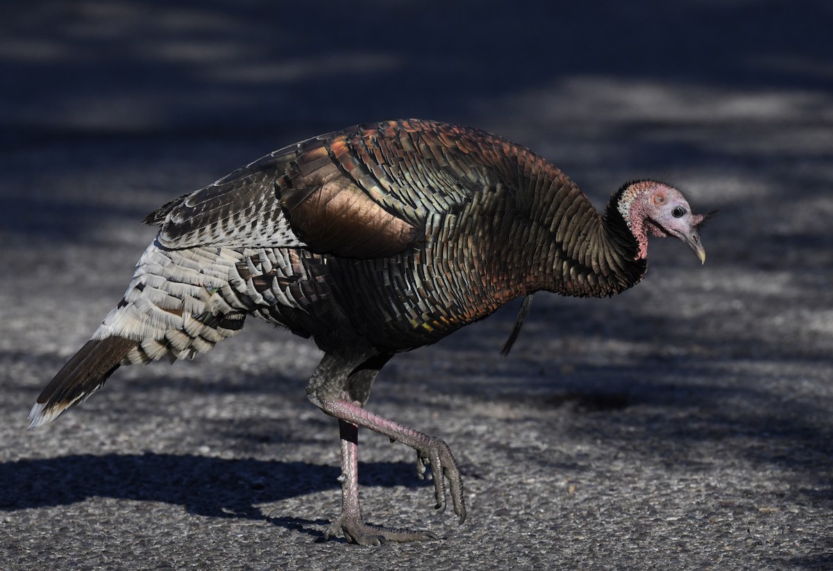 シチメンチョウ - ML646877050