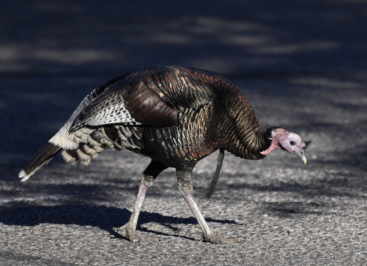 シチメンチョウ - ML646877051