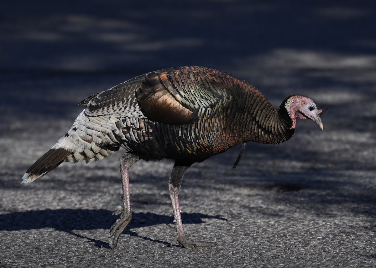 シチメンチョウ - ML646877052