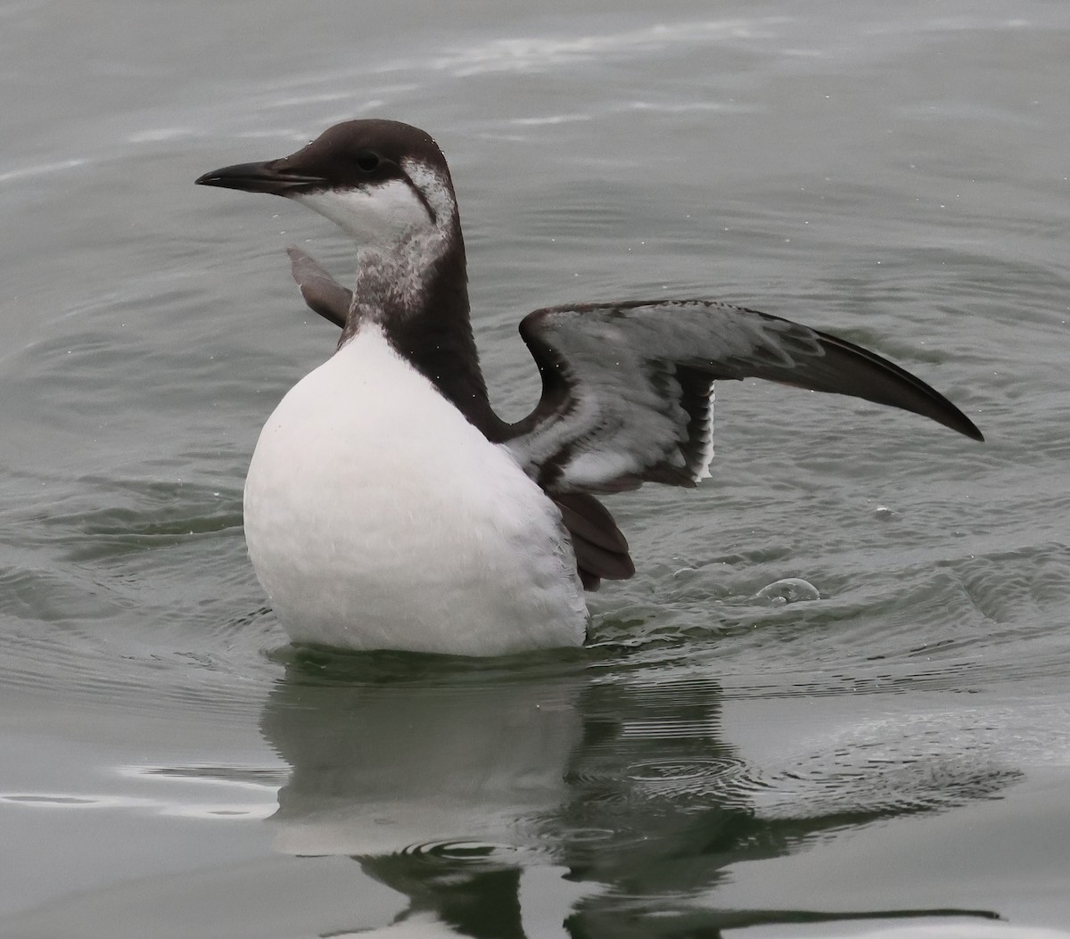 Arao Común - ML646877053