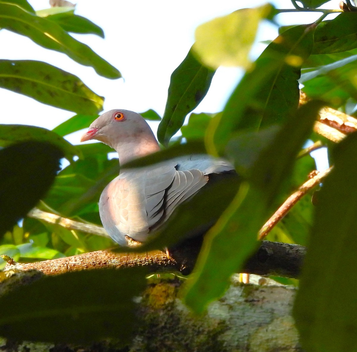 Red-billed Pigeon - ML646877054