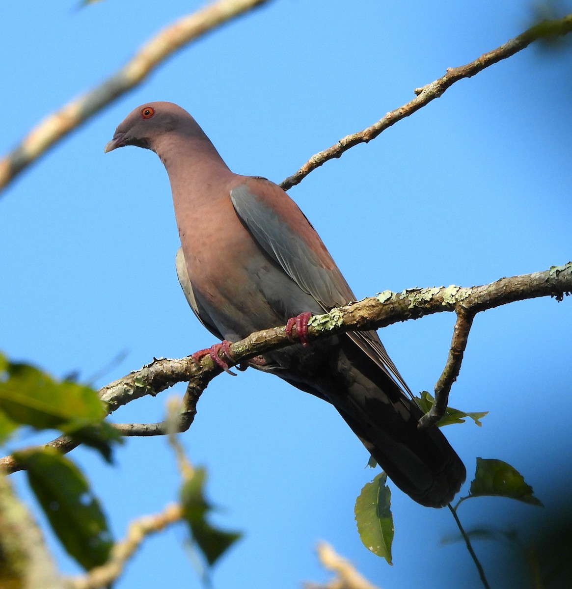 Red-billed Pigeon - ML646877055