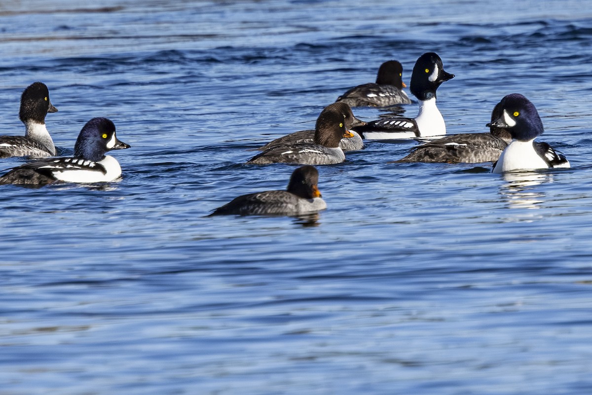 Гоголь ісландський - ML646877056
