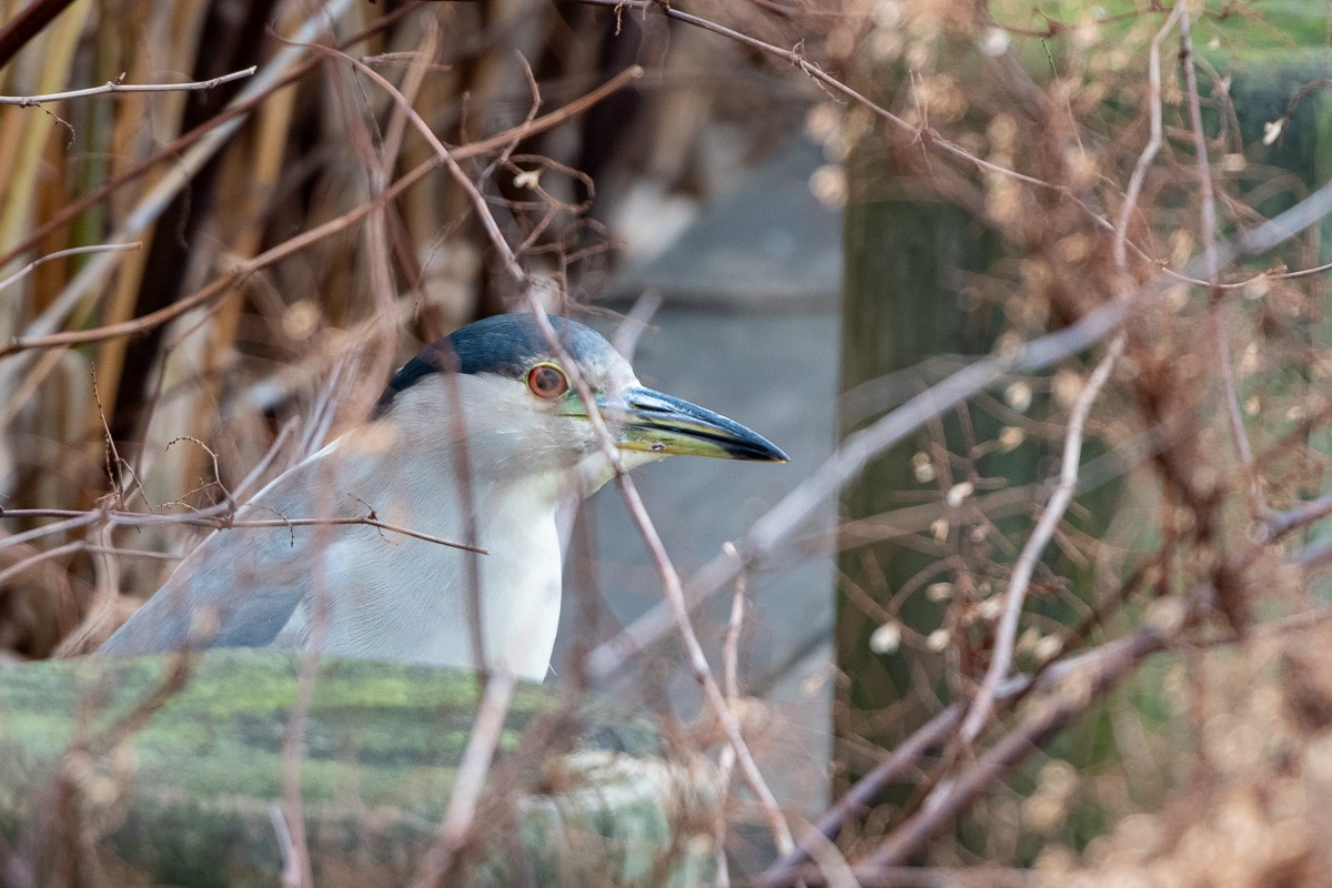 Ногоовор зашин - ML646877064