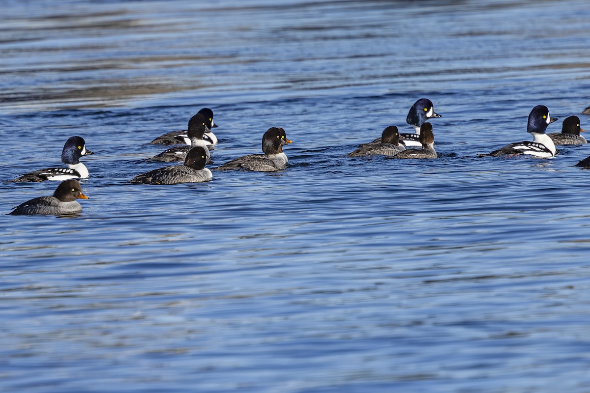 Гоголь ісландський - ML646877065