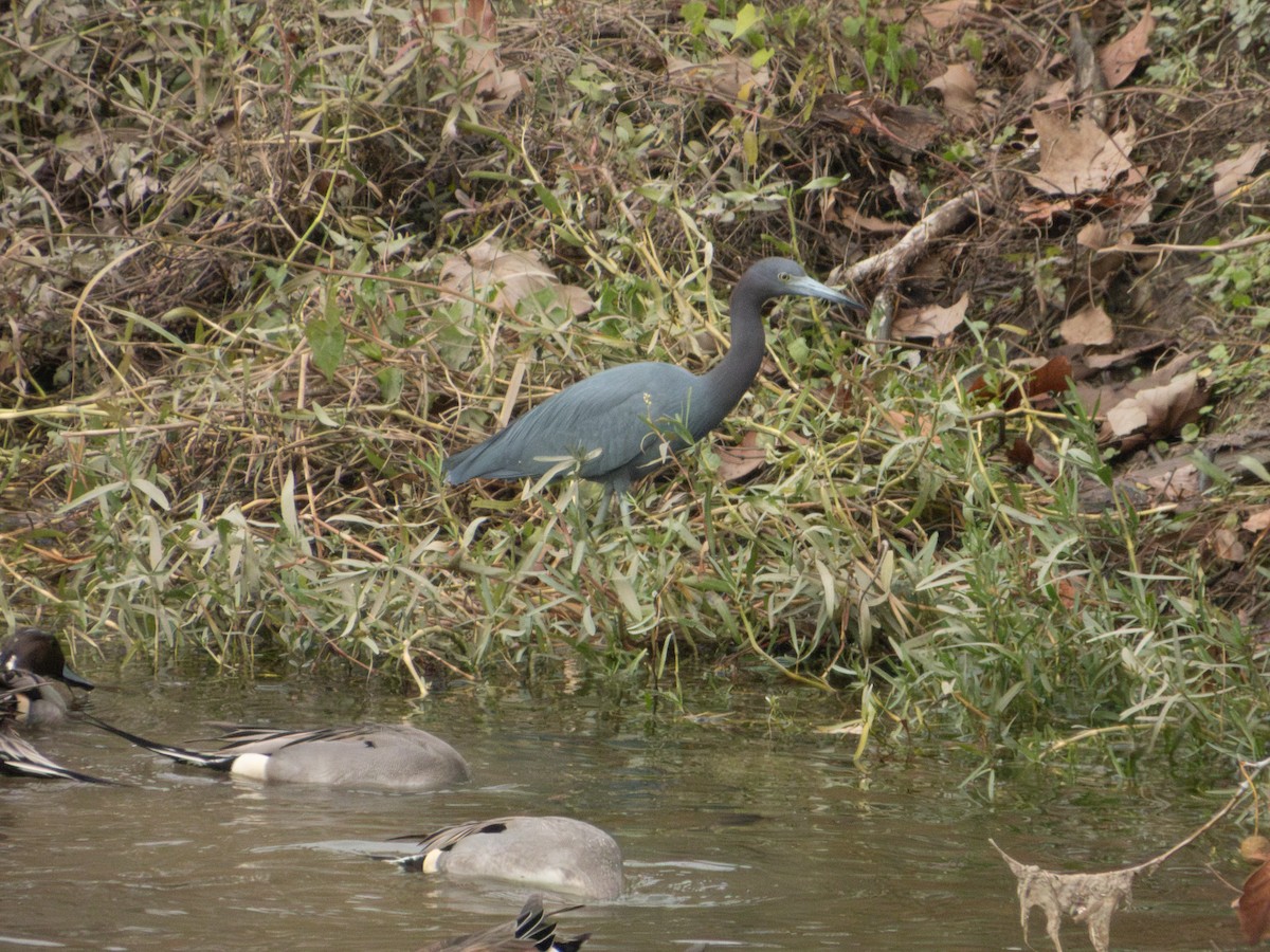 Little Blue Heron - ML646877066