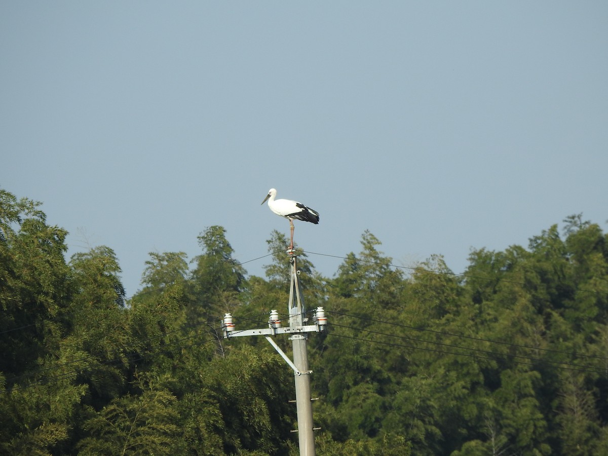 svartnebbstork - ML646877067