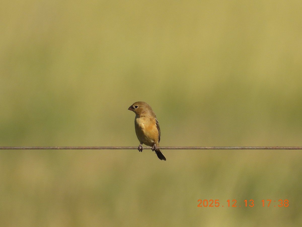 Dark-throated Seedeater - ML646877068
