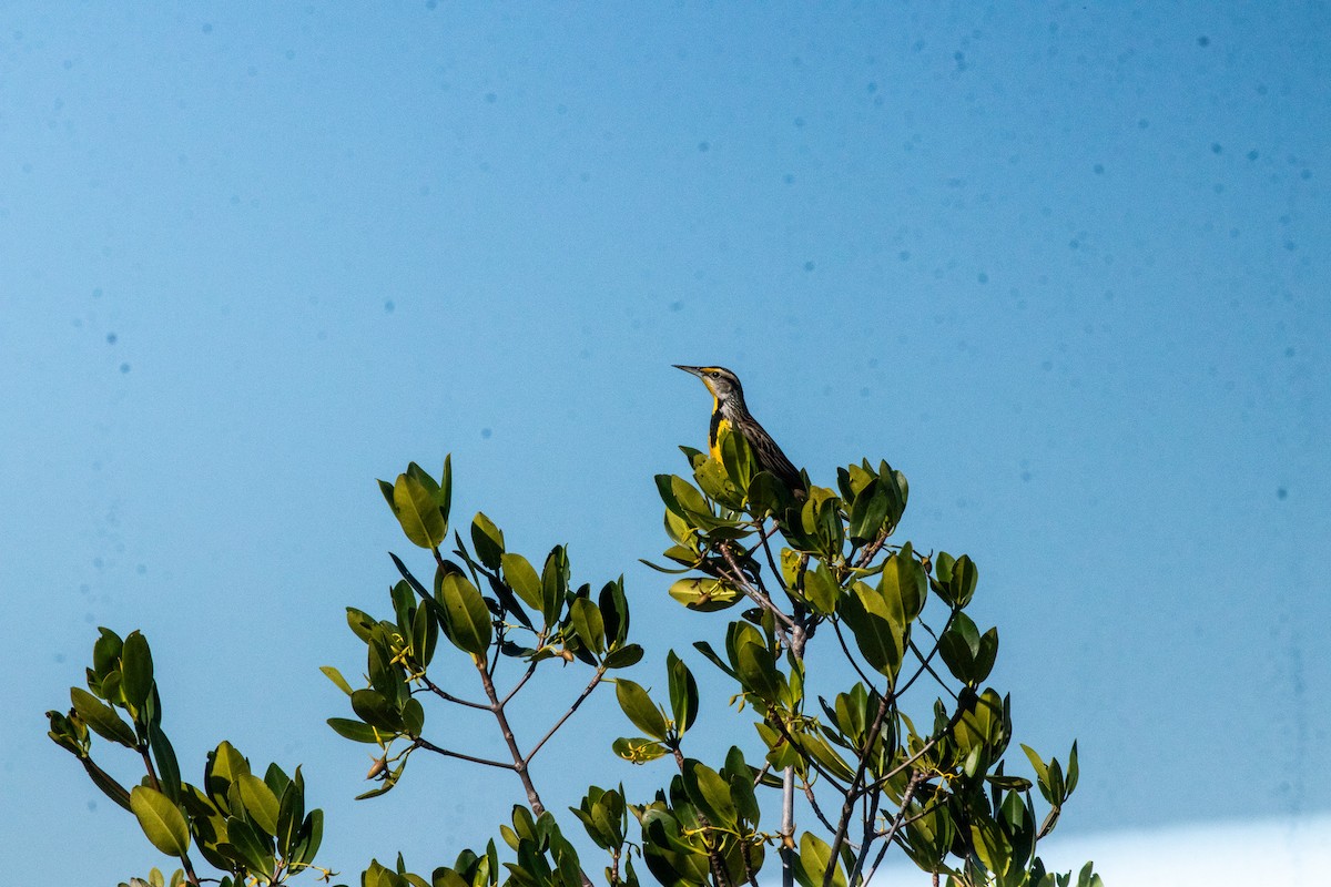 Sturnelle des prés - ML646877072