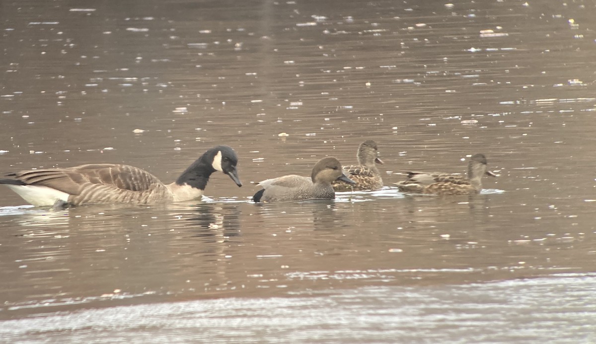 Серая утка - ML646877095