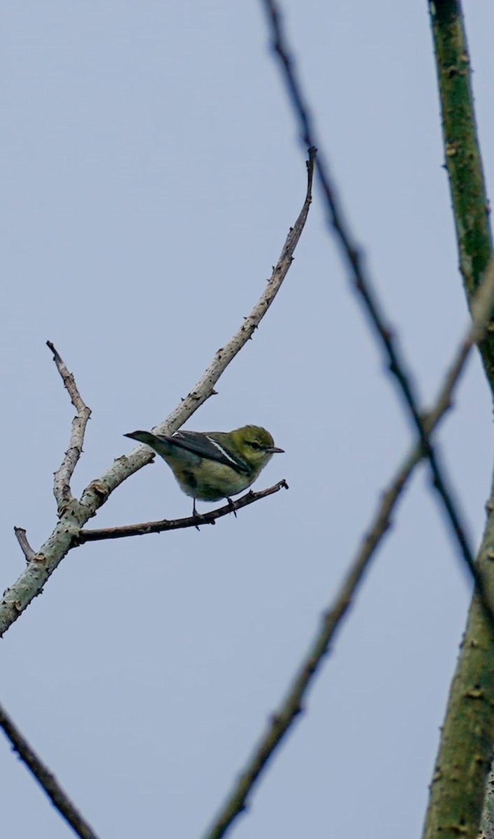 Reinita Castaña - ML646877096