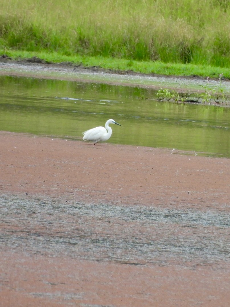 Seidenreiher - ML646877100