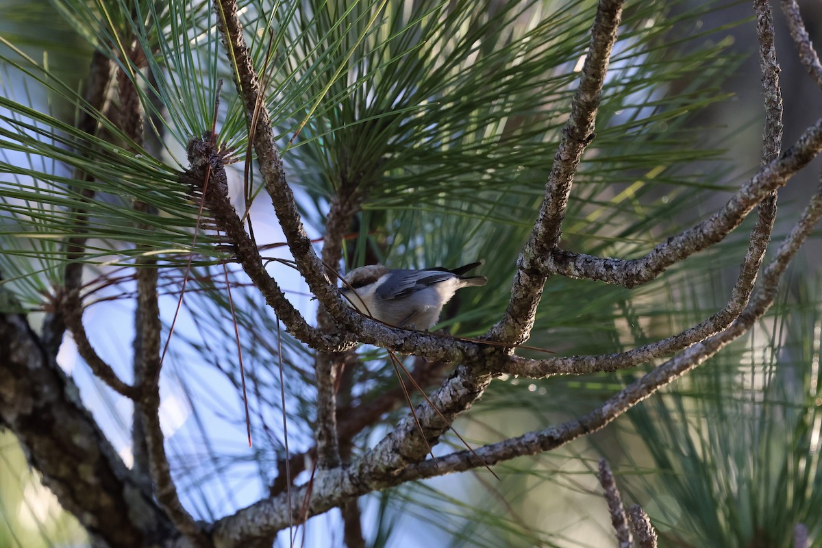 Sittelle à tête brune - ML646877101
