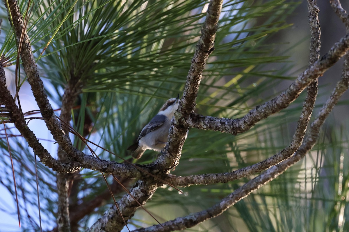 Sittelle à tête brune - ML646877102