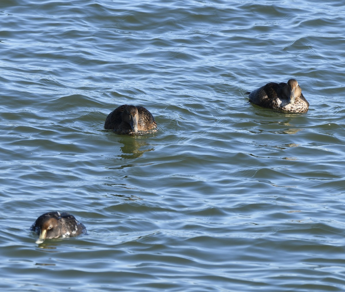 Éider Común - ML646877103