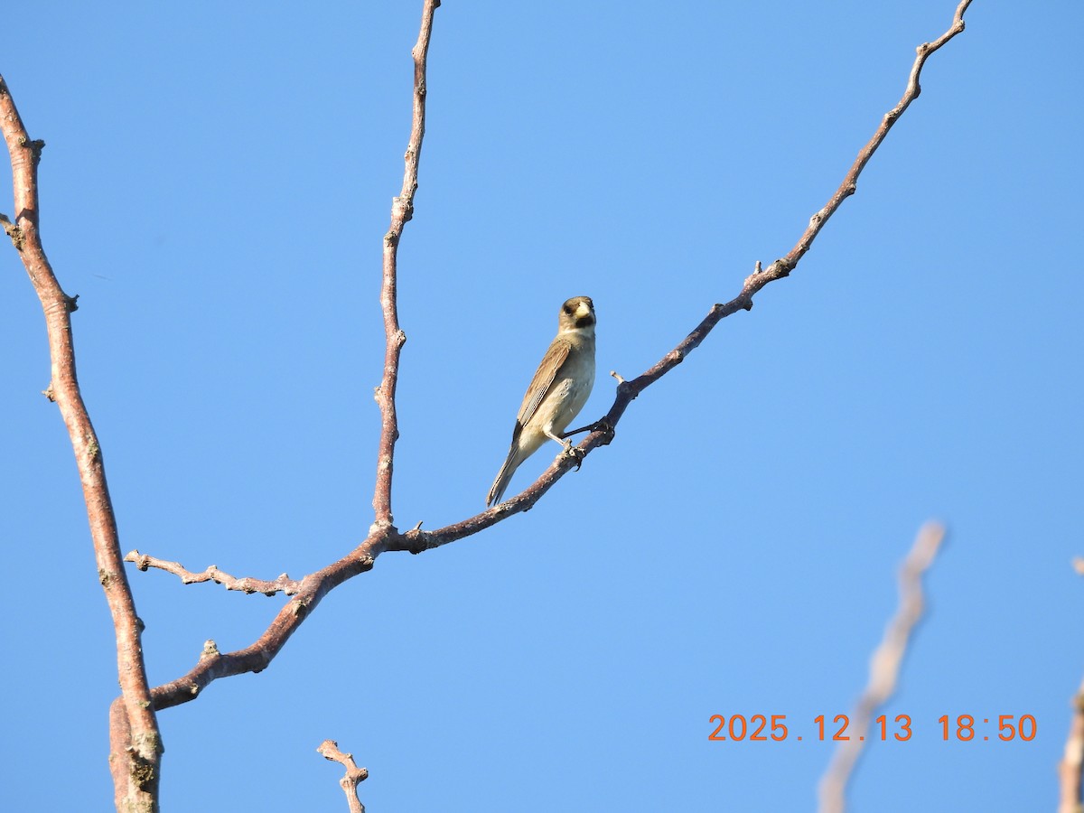 Double-collared Seedeater - ML646877105