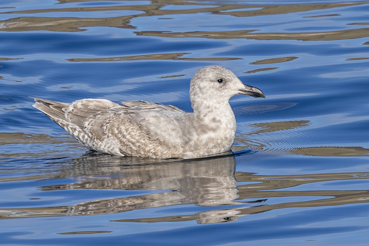Gaviota de Bering - ML646877107