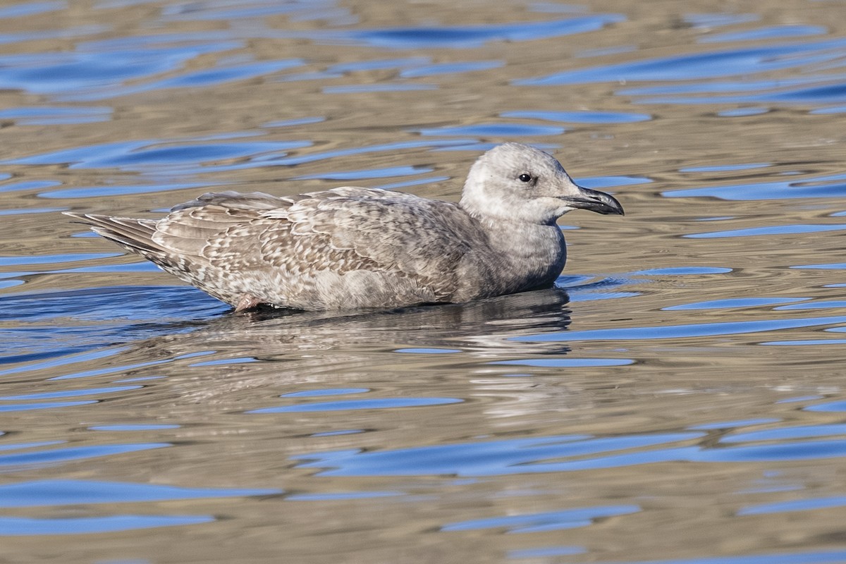 Gaviota de Bering - ML646877108