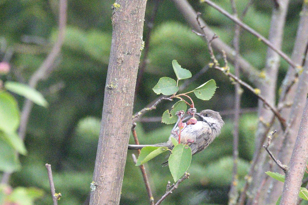 Boreal Chickadee - ML646877114