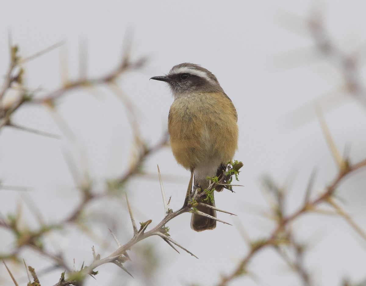 d'Orbigny's Chat-Tyrant - ML646877116