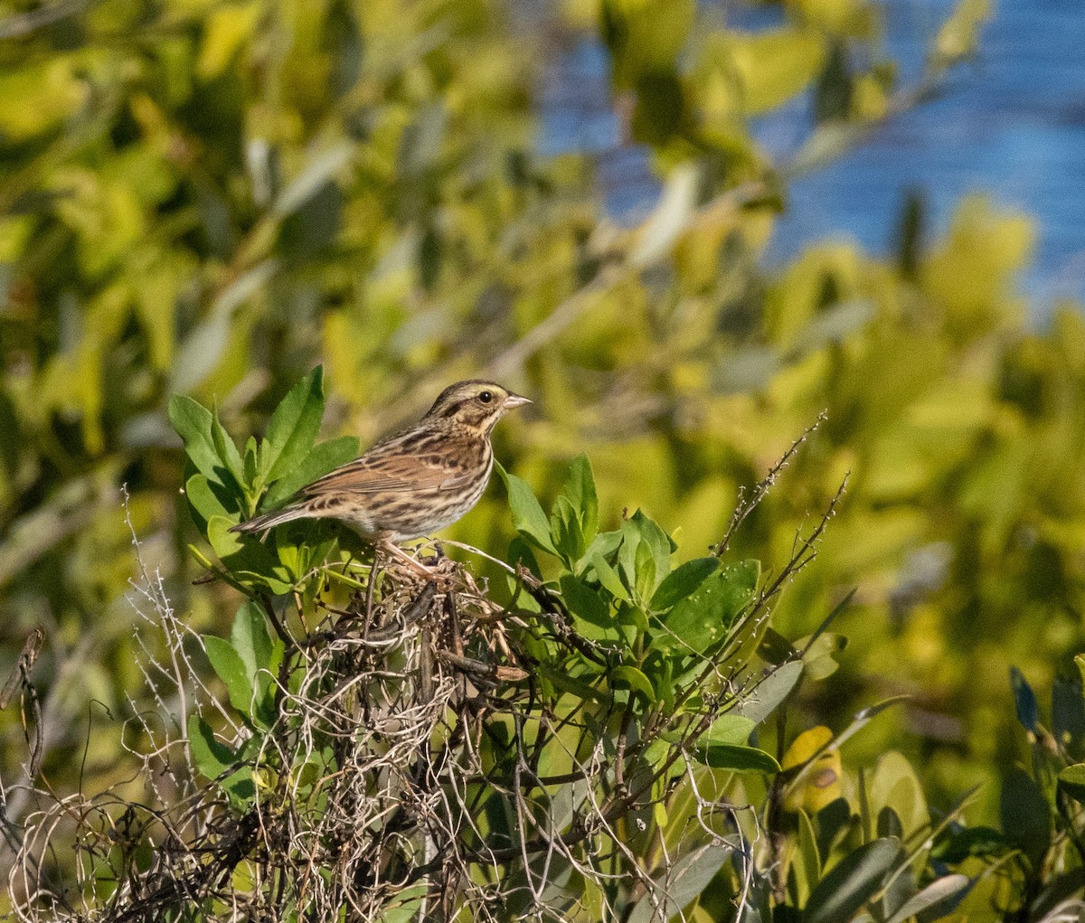 Savannah Sparrow - ML646877117