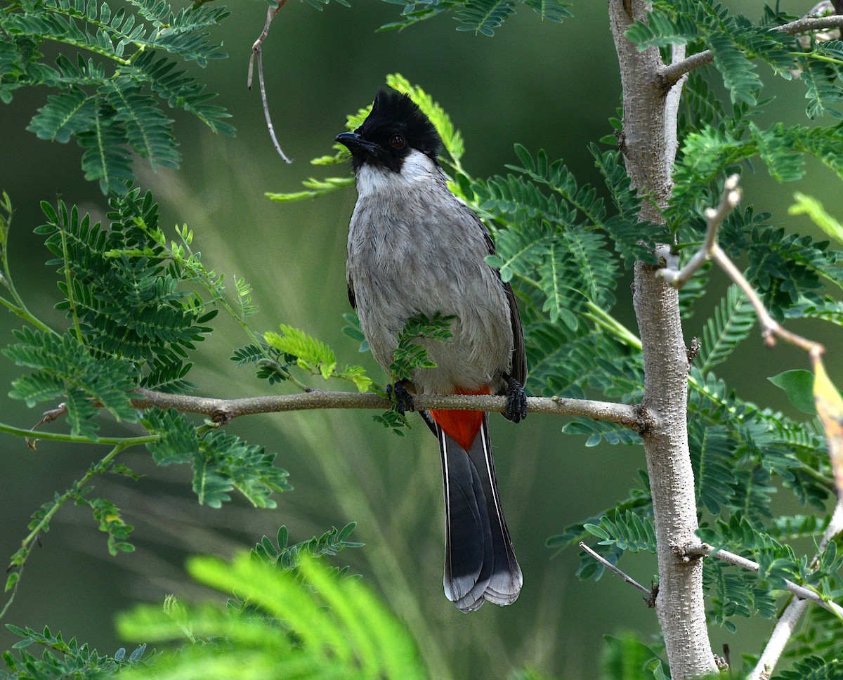 Bulbul urre-ipurdia - ML646877118