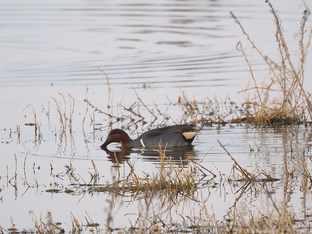 Zertzeta arrunta - ML646877120