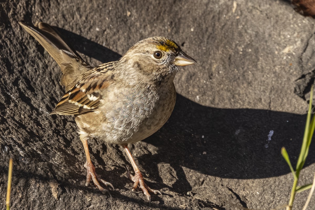 Golden-crowned Sparrow - ML646877122