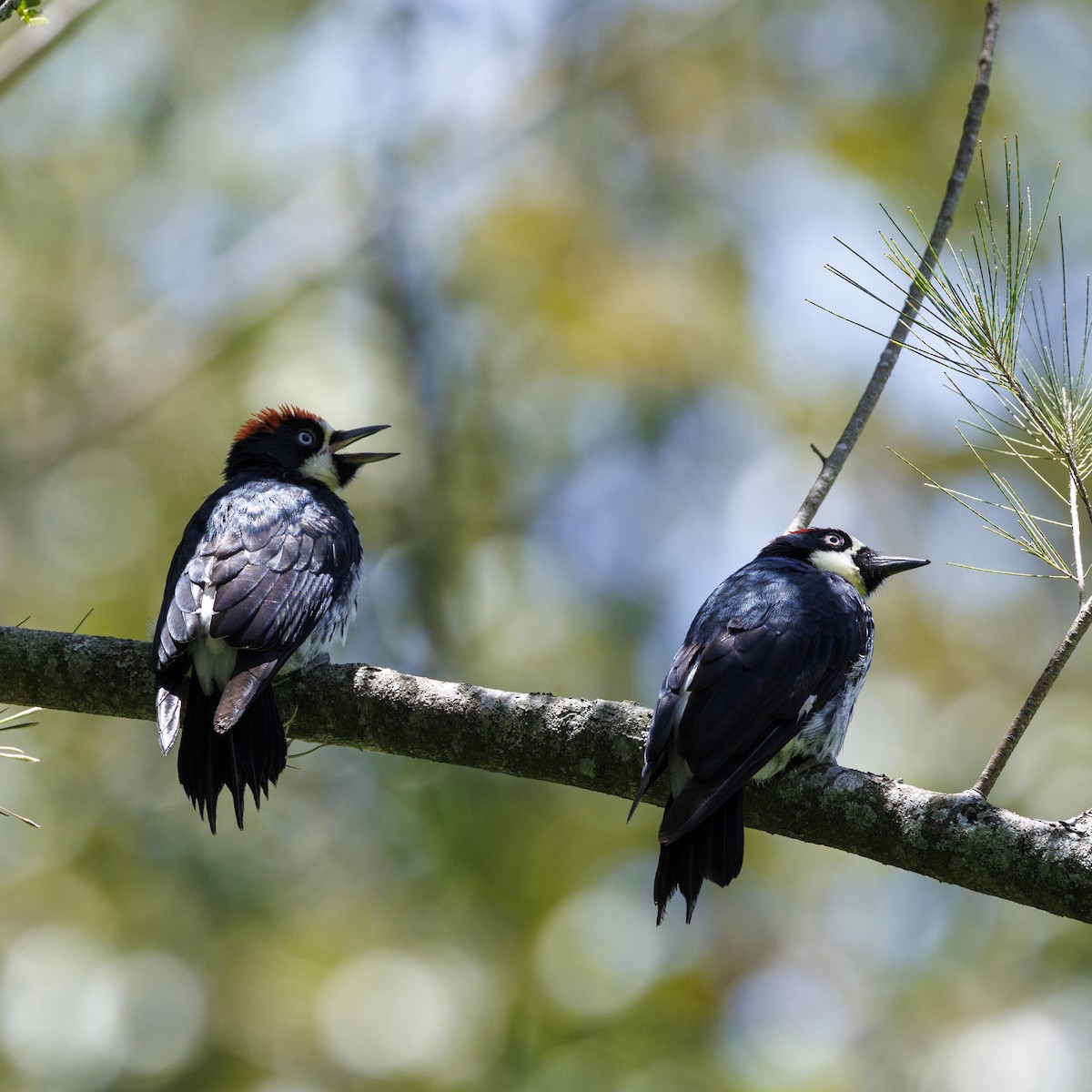 Acorn Woodpecker - ML646877123