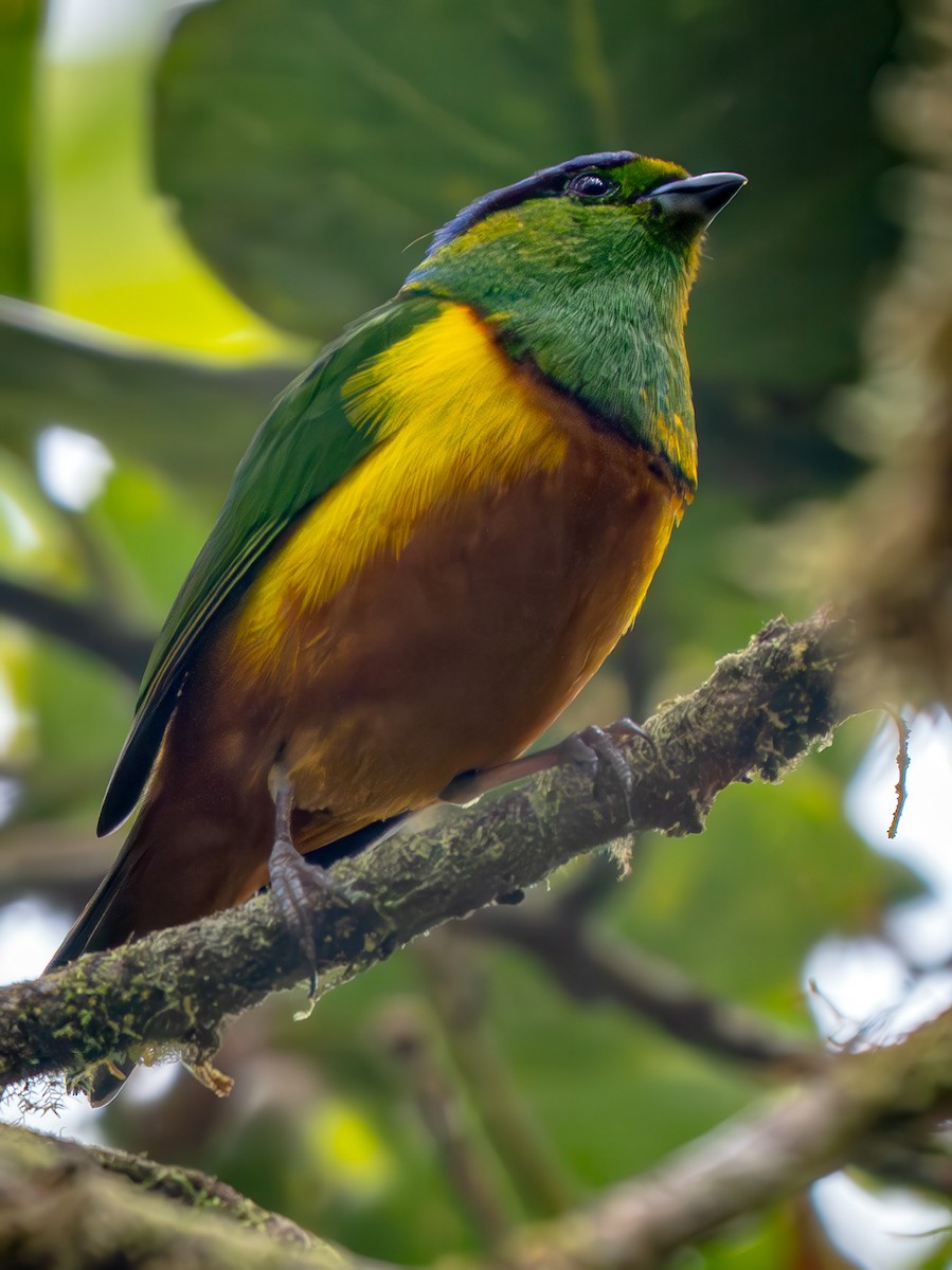 Chestnut-breasted Chlorophonia - ML646877127