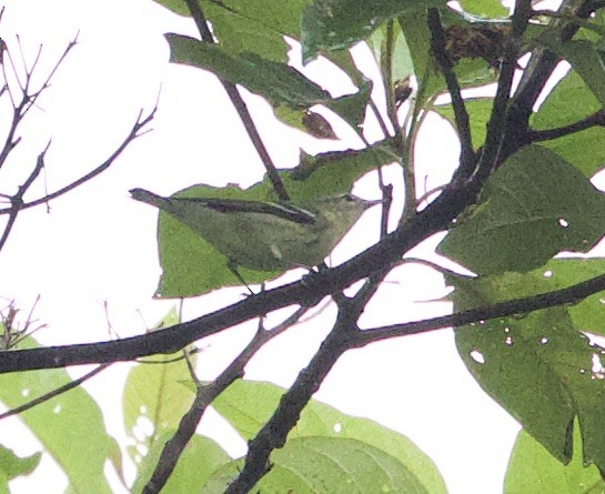 Yellow-green Vireo - ML646877128