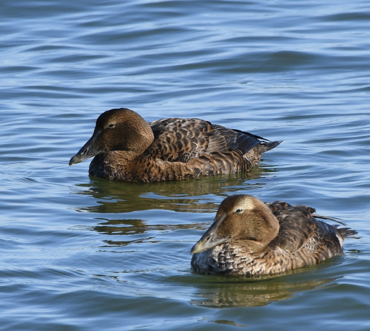 Éider Común - ML646877129