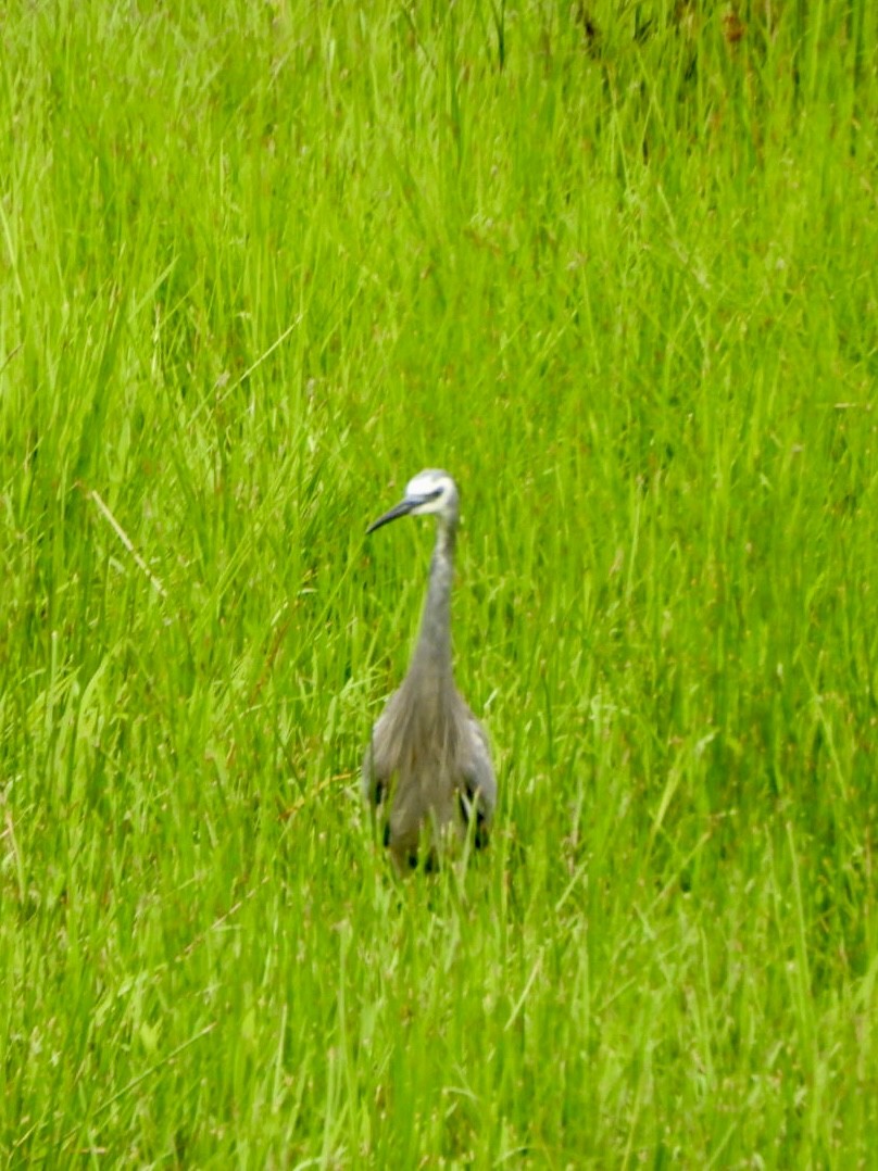 White-faced Heron - ML646877131