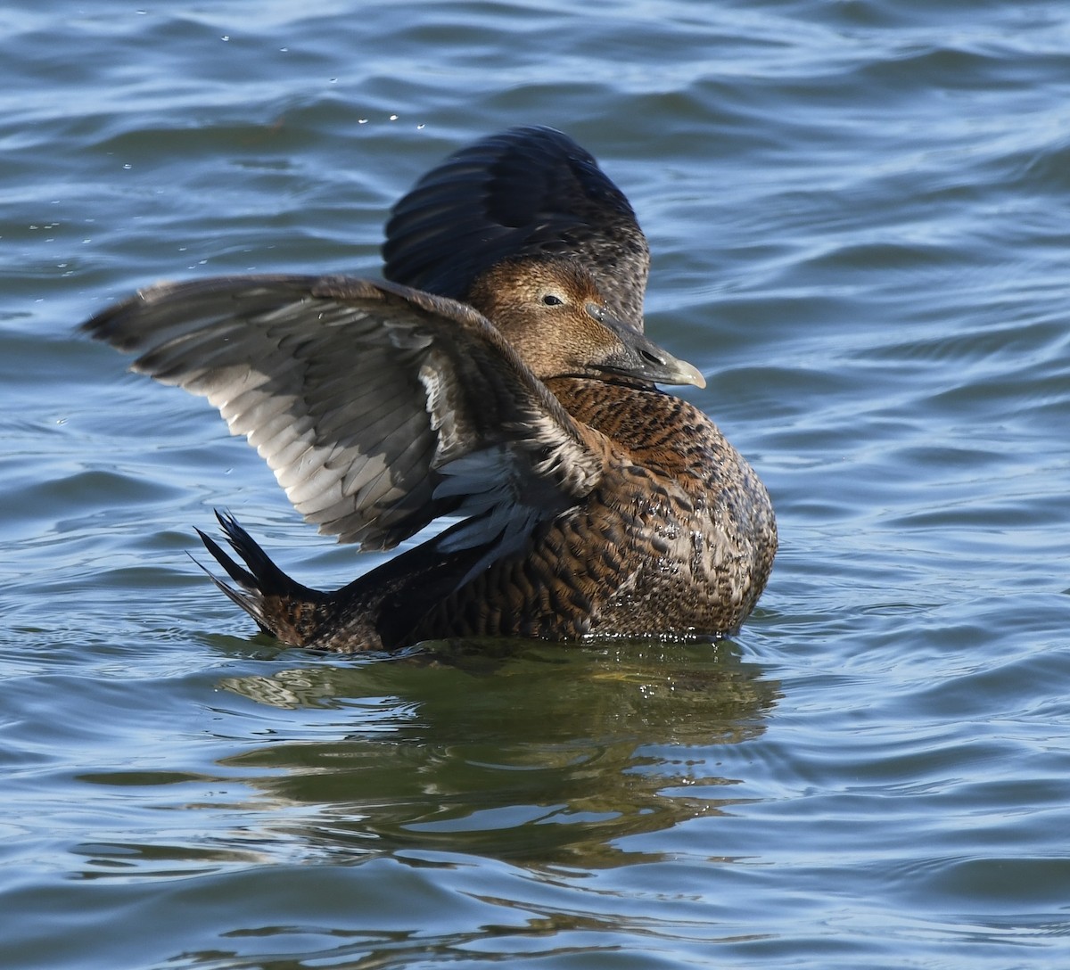 Éider Común - ML646877133