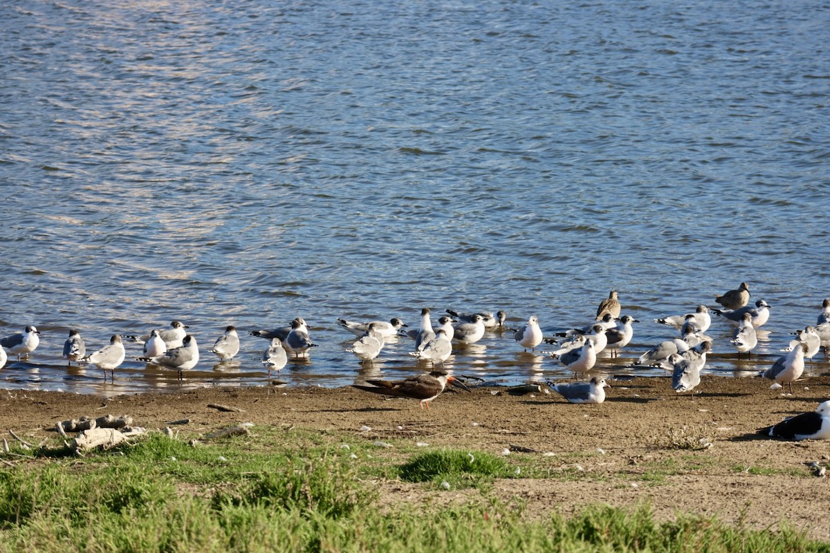 Aizturmoko amerikarra - ML646877135