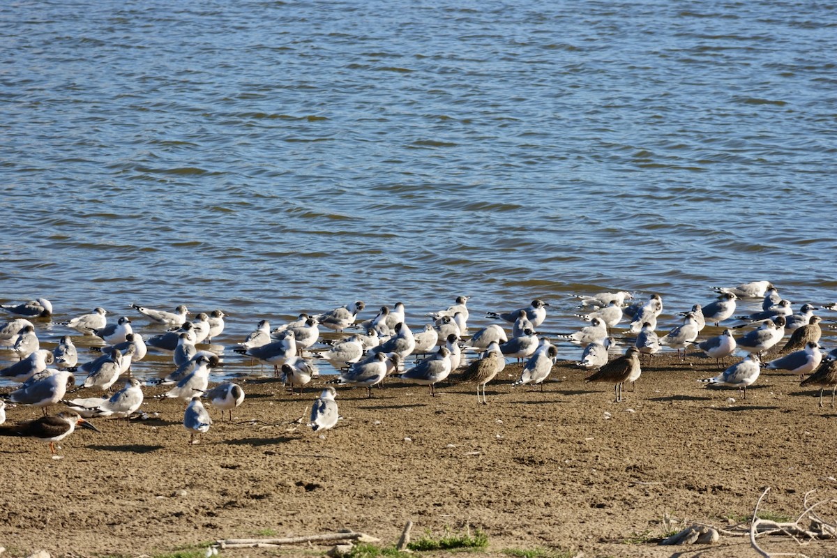 Aizturmoko amerikarra - ML646877136