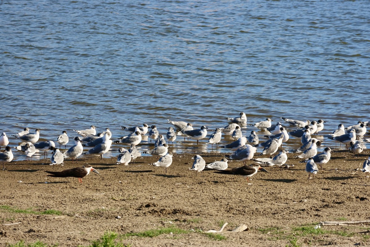 Aizturmoko amerikarra - ML646877137