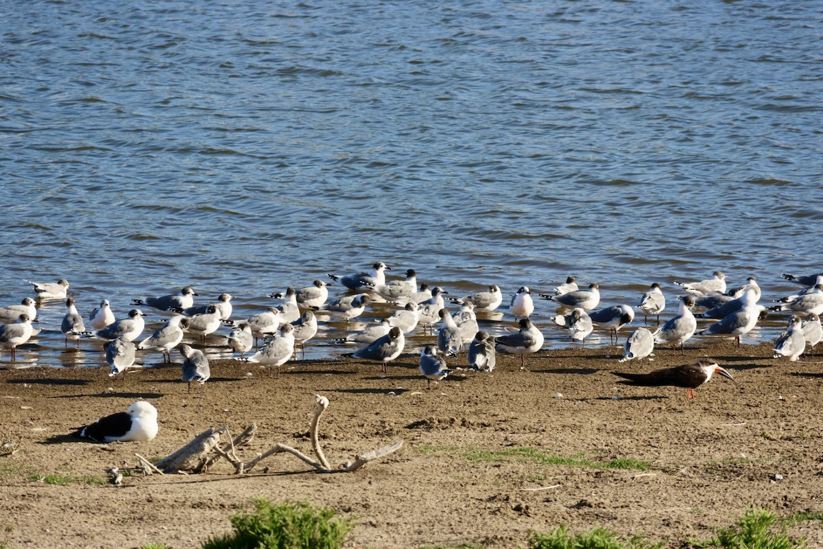 Aizturmoko amerikarra - ML646877138