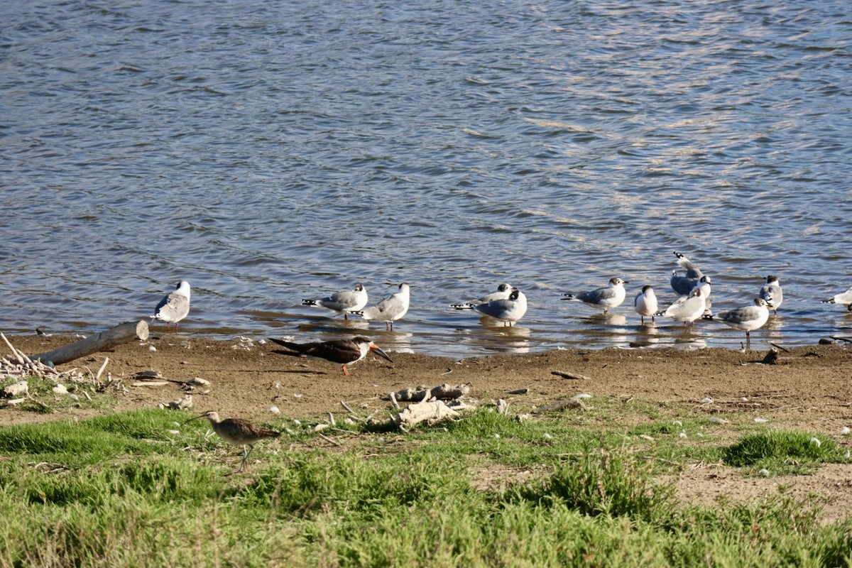 Aizturmoko amerikarra - ML646877139