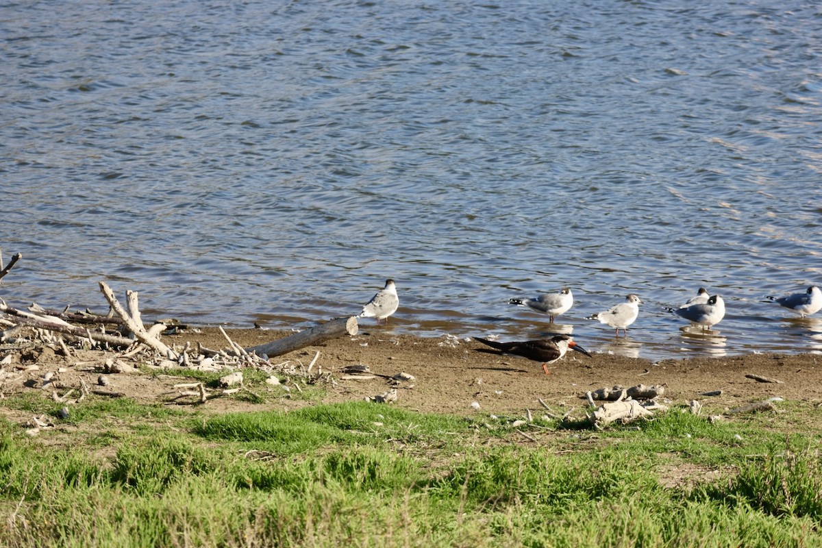 Aizturmoko amerikarra - ML646877140