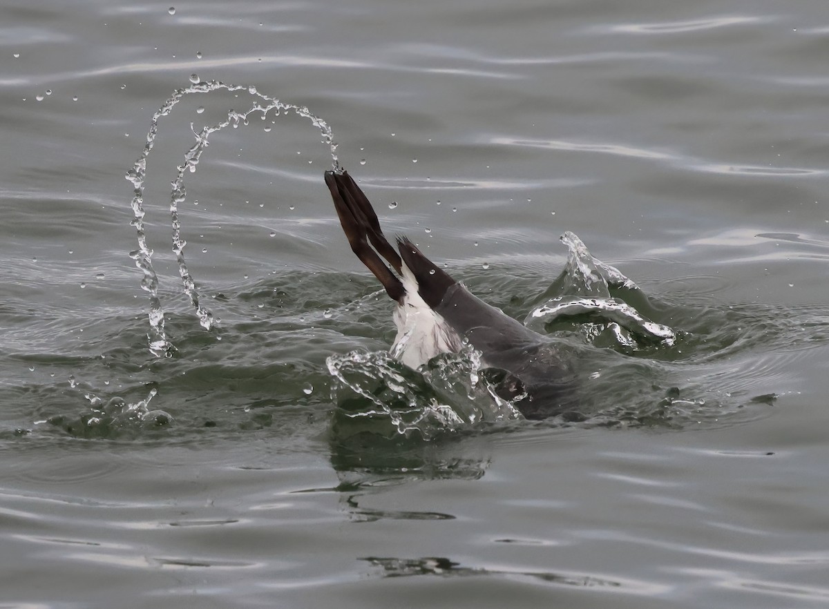 Martin pottorroa - ML646877141