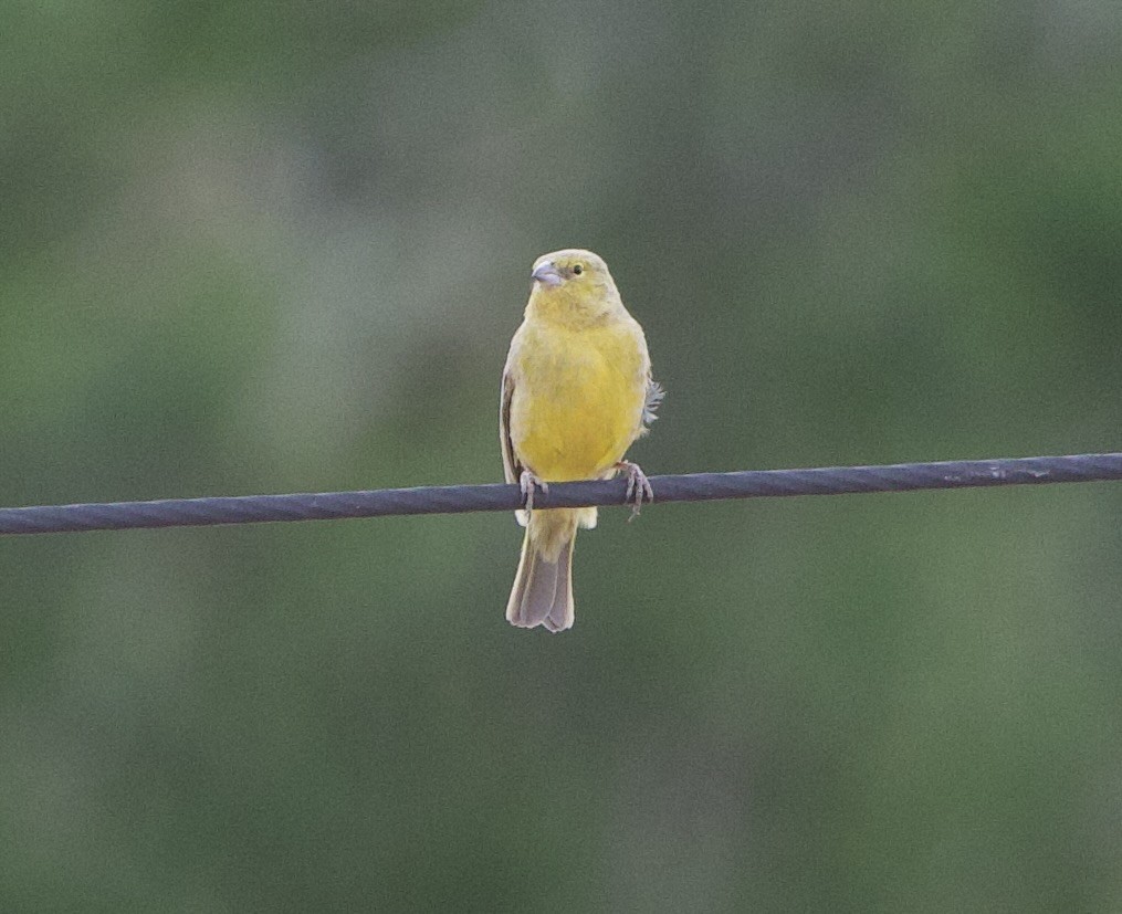 Greenish Yellow-Finch - ML646877145