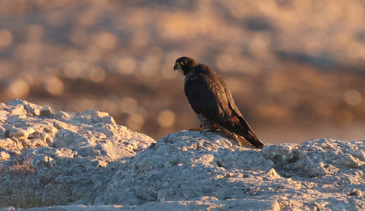 Belatz handia - ML646877146