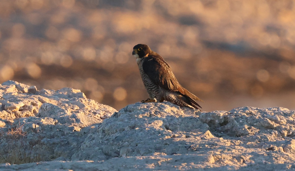 Belatz handia - ML646877147