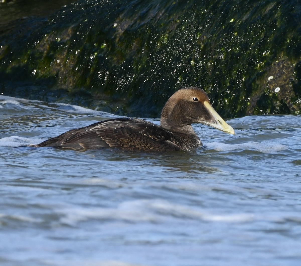 Éider Común - ML646877148