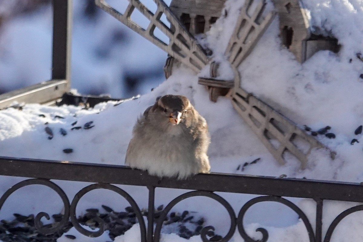 Etxe-txolarrea - ML646877149