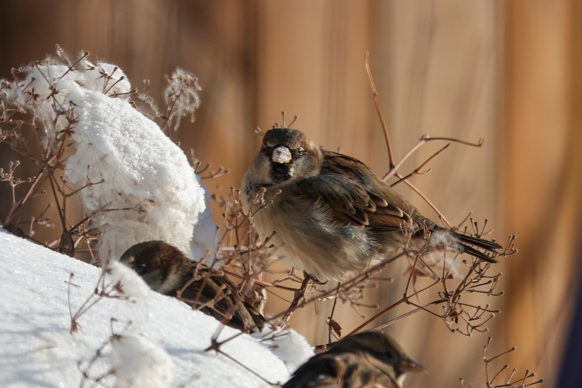 Etxe-txolarrea - ML646877150