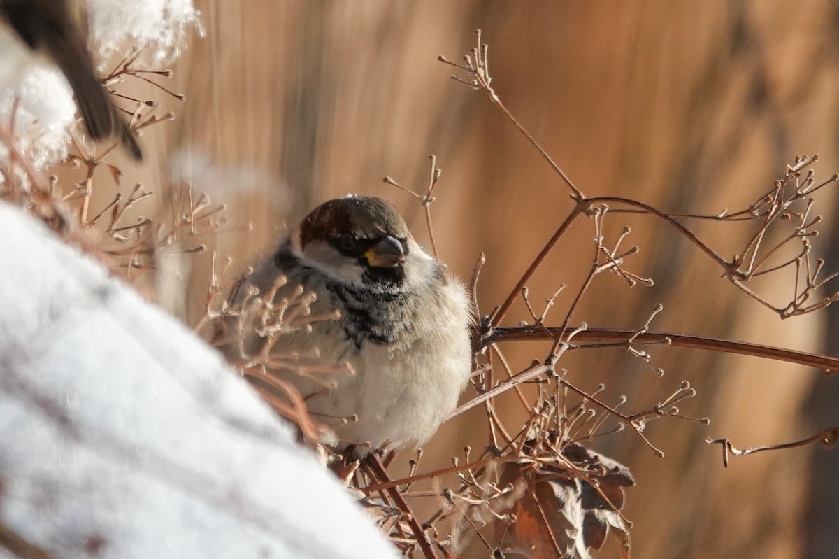 Etxe-txolarrea - ML646877151